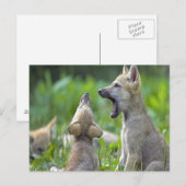 Baby Coyotes Briefkaart (Voorkant / Achterkant)