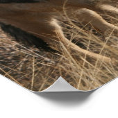 Baby Coyotes Poster afdrukken (Hoek)