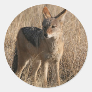 Baby Coyotes-Stickers Ronde Sticker