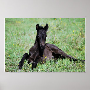 Baby dat in de weide ligt poster