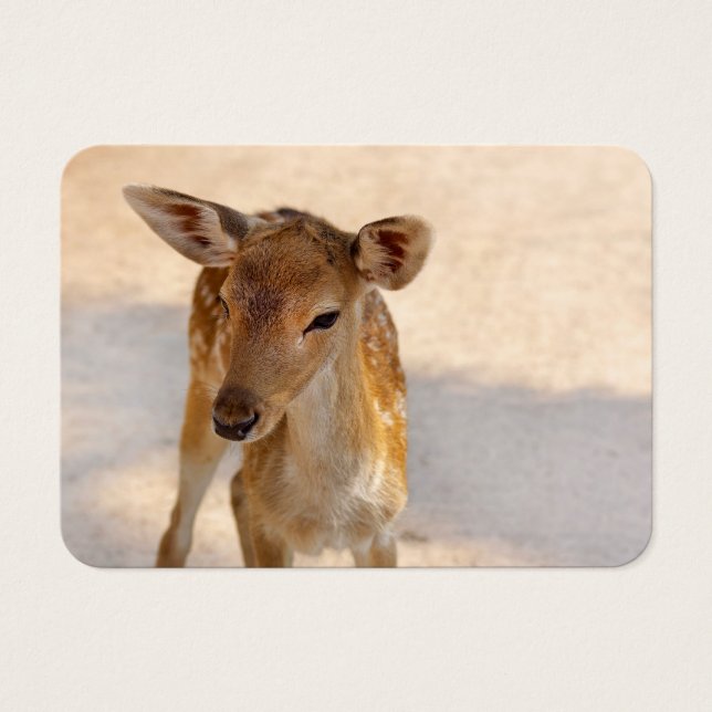 Baby Deer (Devant)