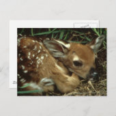 Baby Deer Briefkaart (Voorkant / Achterkant)