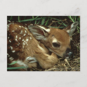 Baby Deer Briefkaart