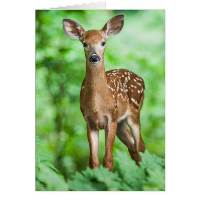 Baby Deer Fawn Bambi in het bos (Voorkant)
