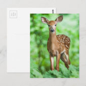 Baby Deer Fawn Bambi in het bos Briefkaart (Voorkant / Achterkant)