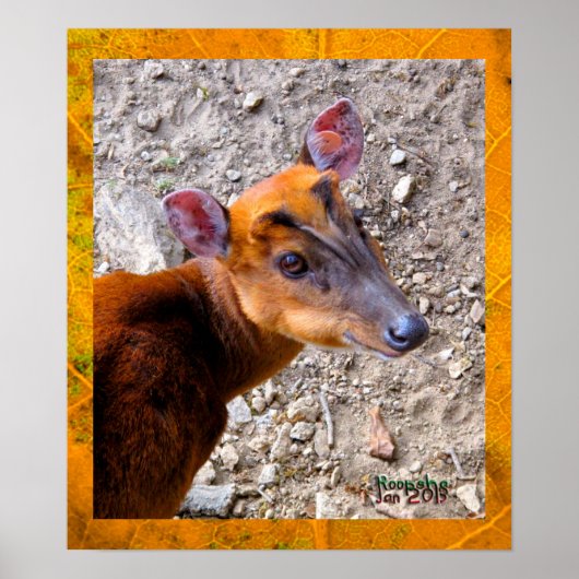 Baby Deer Poster (Voorkant)