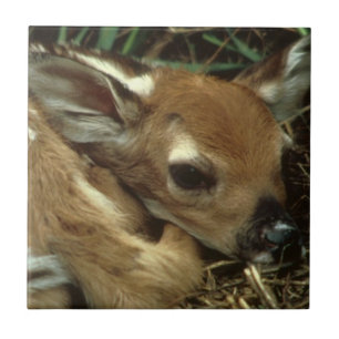 Baby Deer Tile Tegeltje