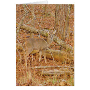 Baby Deer's eerste winter