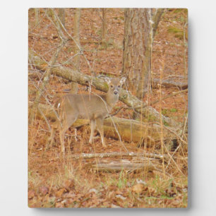 Baby Deer's eerste winter Fotoplaat