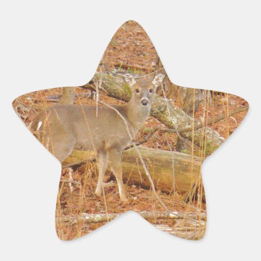 Baby Deer's eerste winter Ster Sticker (Voorkant)