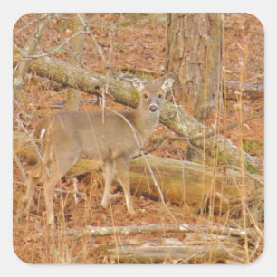 Baby Deer's eerste winter Vierkante Sticker