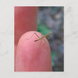 Baby die Mantis belijden op Vinger Briefkaart