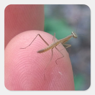 Baby die Mantis belijden op Vinger Vierkante Sticker