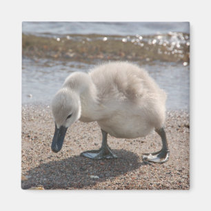 Baby Dier Zwaan Magneet