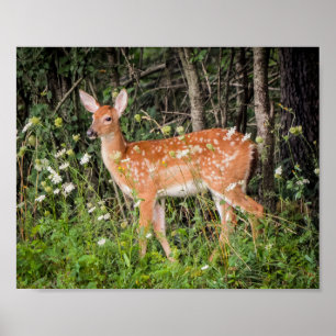 Baby Dieren Jong Hert Poster