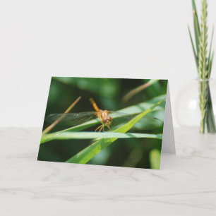 Baby Dragonfly Kaart
