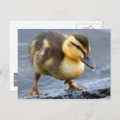 Baby Duck Briefkaart (Voorkant / Achterkant)