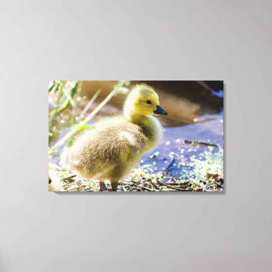 Baby Duck Canvas Afdruk (Voorkant)