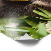 Baby Duck Slaping Foto Afdruk (Hoek)