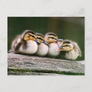 Baby Ducks Briefkaart