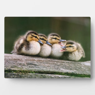 Baby Ducks Fotoplaat