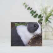 Baby Dutch Rabbit Bunny Carte postale (Debout devant)