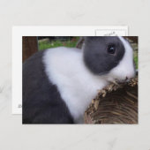 Baby Dutch Rabbit Bunny Carte postale (Devant / Derrière)