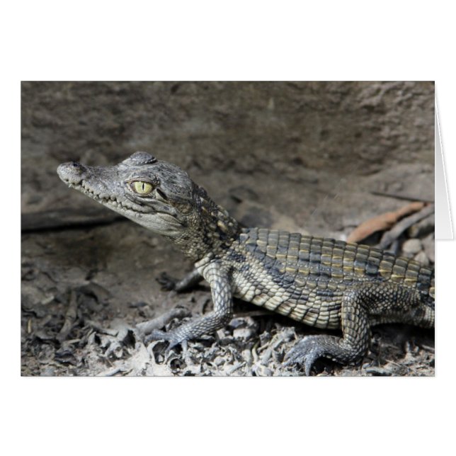 Baby dwergkrokodil (Voorkant Horizontaal)