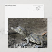 Baby dwergkrokodil briefkaart (Voorkant / Achterkant)