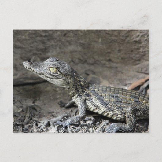 Baby dwergkrokodil briefkaart (Voorkant)