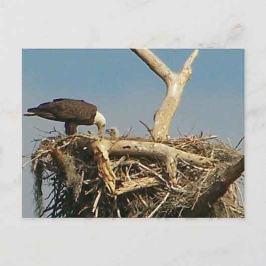 Baby Eagle. Briefkaart (Voorkant)