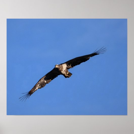 Baby eagle! poster (Voorkant)