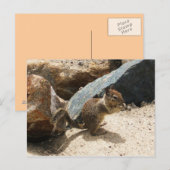 Baby eekhoorn briefkaart (Voorkant / Achterkant)