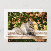 Baby eekhoorn briefkaart (Voorkant / Achterkant)
