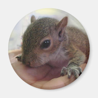 Baby eekhoorn magneet