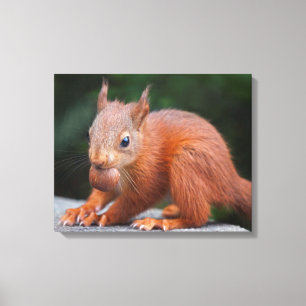 Baby-eekhoorn met noot ingepakt Canvas Print