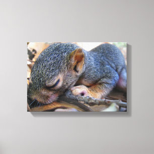 Baby eekhoornslaap canvas afdruk