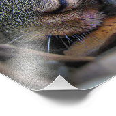 Baby eekhoornslaap foto afdruk (Hoek)