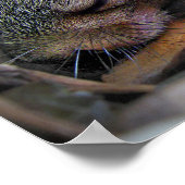 Baby eekhoornslaap poster (Hoek)