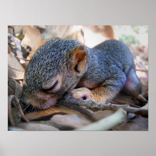 Baby eekhoornslaap poster (Voorkant)