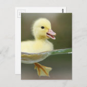 baby eend zwemt schattig briefkaart (Voorkant / Achterkant)