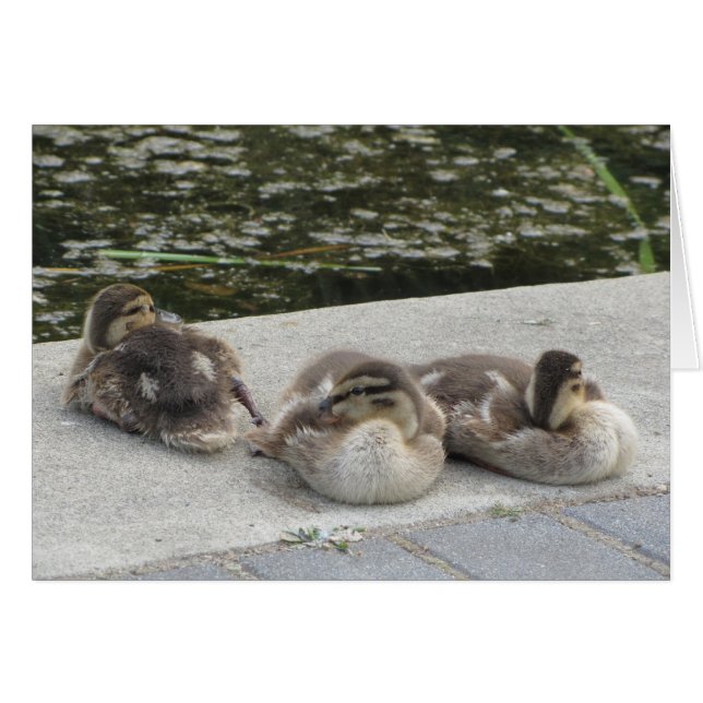 Baby Eenden (Voorkant Horizontaal)