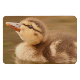 Baby eenden Ducking Bird Willife Animals Mallard Magneet
