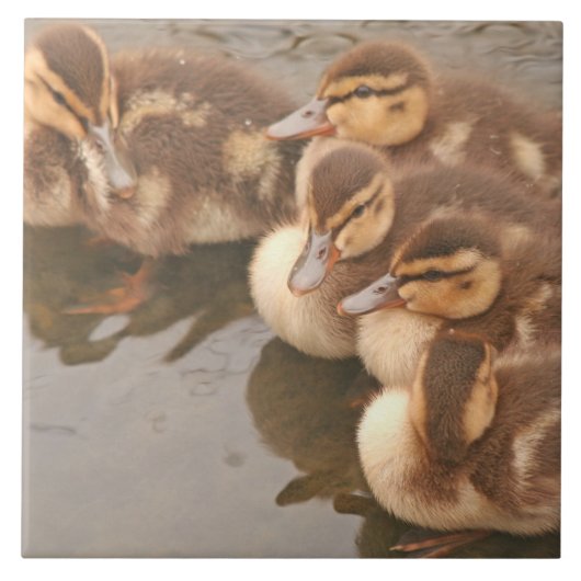 Baby Eenden Ducklings Mallard Birds Wildlife Tile Tegeltje (Voorkant)