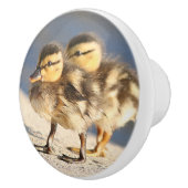 Baby eenden Mestvogels Wilde dieren Knop (Rechts)