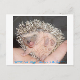 Baby egel Briefkaart