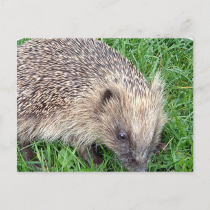 Baby Egel Briefkaart