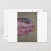 Baby egel in hand briefkaart (Voorkant / Achterkant)