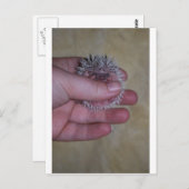 Baby egel in hand briefkaart (Voorkant / Achterkant)