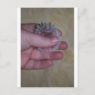 Baby egel in hand briefkaart